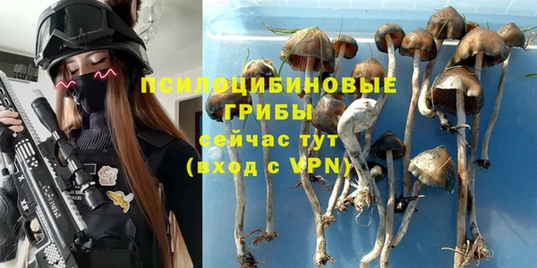 сатива Баксан